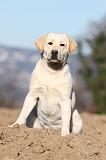 LABRADOR 606